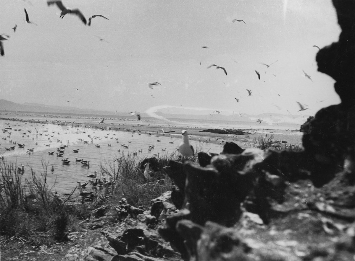 UtahRecorded's tweet photo. Did you know about the Great Salt Lake’s Bird Island? Originally named Hat Island by famed surveyor Howard Stansbury. The name Bird Island was popularly adopted because the island was known for just one thing…birds! Thousands of pelicans and seagulls nested on its shores https://t.co/irgFo11uRV
