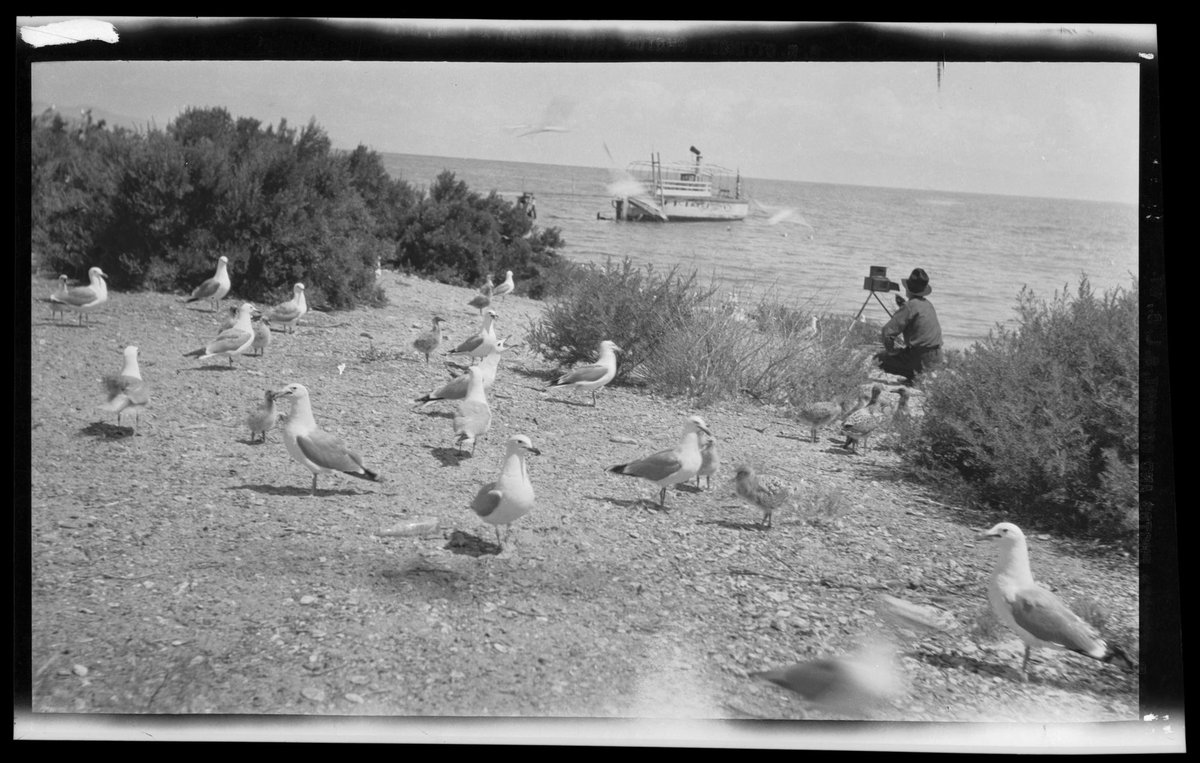 UtahRecorded's tweet photo. Today the western islands of the Great Salt Lake are still home to thousands of nesting pelicans. But the rapidly receding lake continues to threaten the vitality of their habitat. Consider this your PSA to #slowtheflow. #greatsaltlake #utpol #utah #utahhistory #slc https://t.co/zvO0O7Yizf