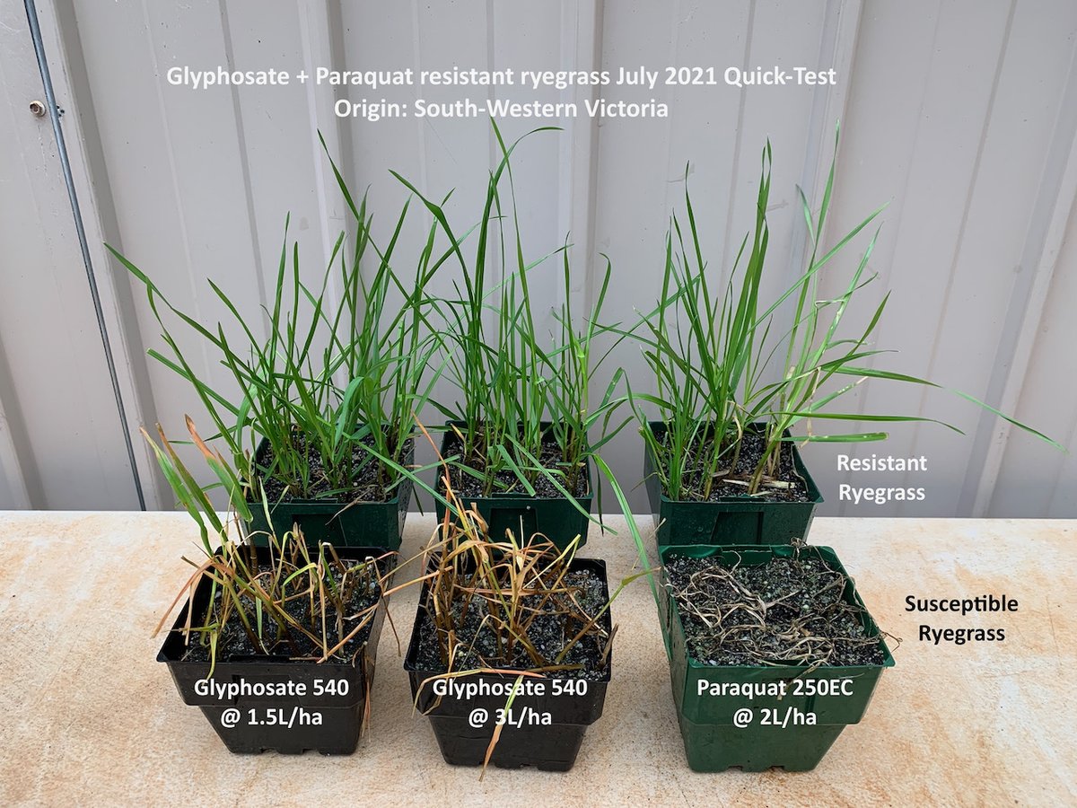 Paraquat and Glyphosate resistance confimed in a population of annual ryegrass in a cropping paddock located in South-Western Victoria. Testing of new paddock purchased and unsure of resistance status. <a href="/WeedSmartAU/">WeedSmart</a>
