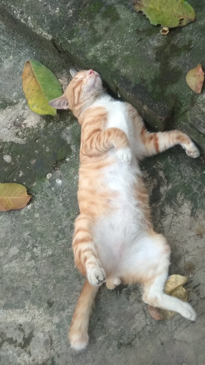 Pets 🐈🐕‍🦺🐇🐦 Fess tweet media