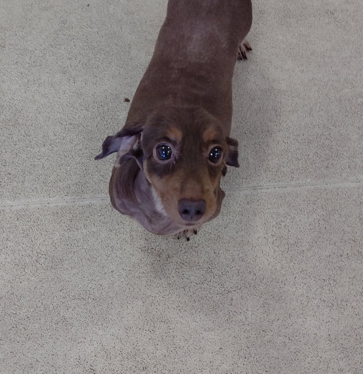 ট ইট র Hogoken Cafe 印西店 新メンバーの こんちゃん キラッキラおめめで見つめてくれます 里親募集 ミニチュアダックスフンド 5歳の女の子 ラブファイブ 保護犬カフェ印西店 千葉 印西 ミニチュアダックスフンド