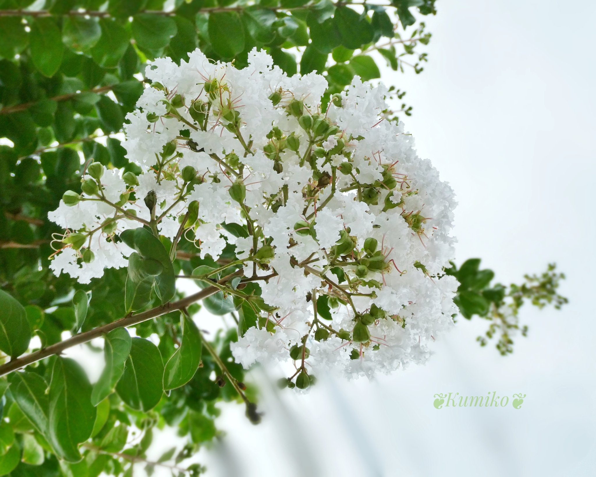 Bluepoppy Bluestar 8 5 木 発酵の日 ハハとコドモの日 みんなの親孝行の日 誕生花 サルスベリ 花言葉 雄弁 愛嬌 あなたを信じる 東京オリンピック 日本選手メダル獲得 おめでとうございます 東京 百日紅