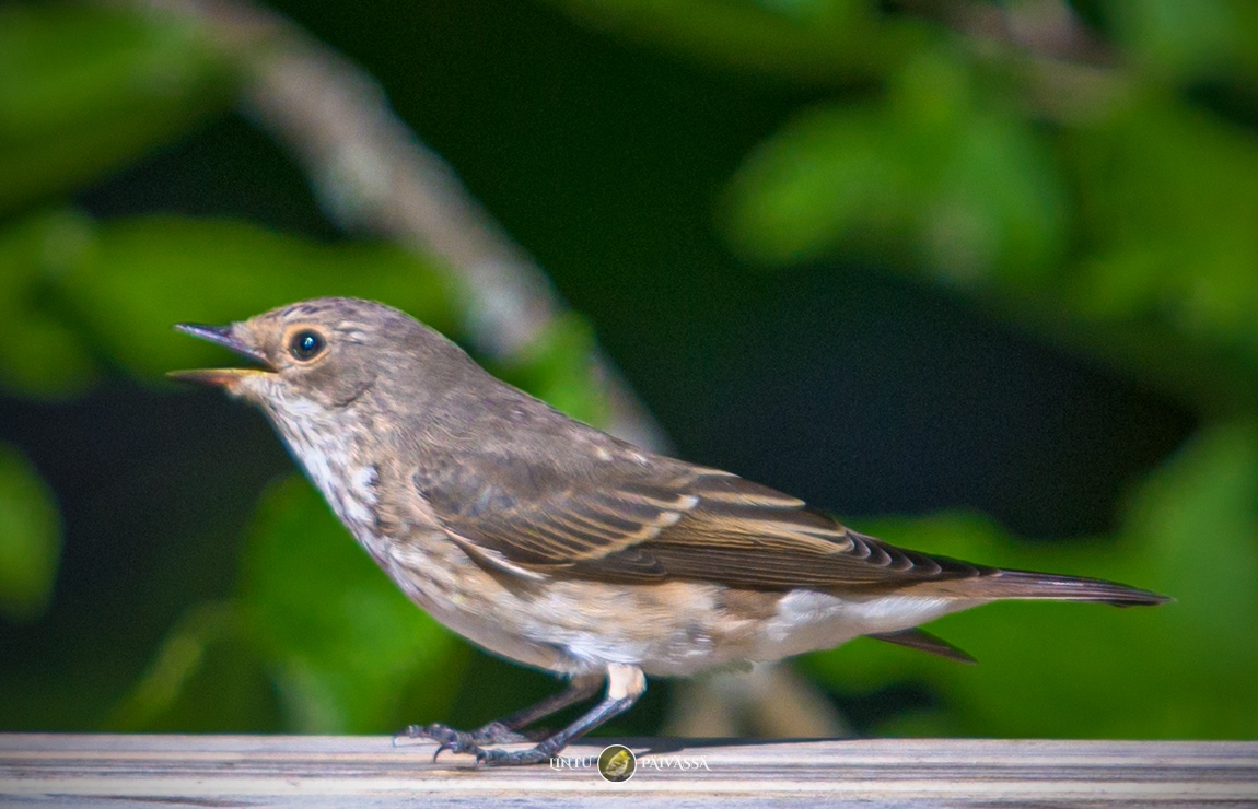 #Harmaasieppo #GråFlugsnappare #SpottedFlycatcher⁠
#MuscicapaStriata⁠
⁠