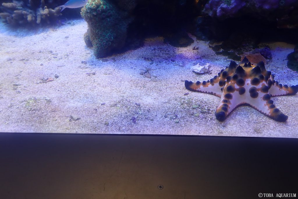 鳥羽水族館 Toba Aquarium コブヒトデと砂の小山 先日 サンゴ水槽で面白い光景に遭遇しました コブヒトデの横に連なる 小さな砂の小山が3つほど 実はこれ コブヒトデの食事の痕跡なのです ヒトデ の胃は幽門胃と噴門胃に分かれていて 餌を食べる