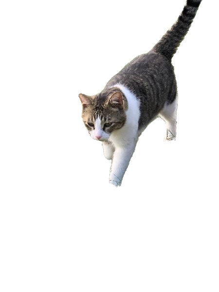 graylog2's tweet photo. Hey everyone Gary the cat will be taking over our Twitter for DefCon. He will be live from Vegas, making his rounds checking in on everything. Here is a picture for you all to use to show us where you spot Gary at DefCon. Use #petlog to show us your Gary sightings. https://t.co/Hs93lzLFYO