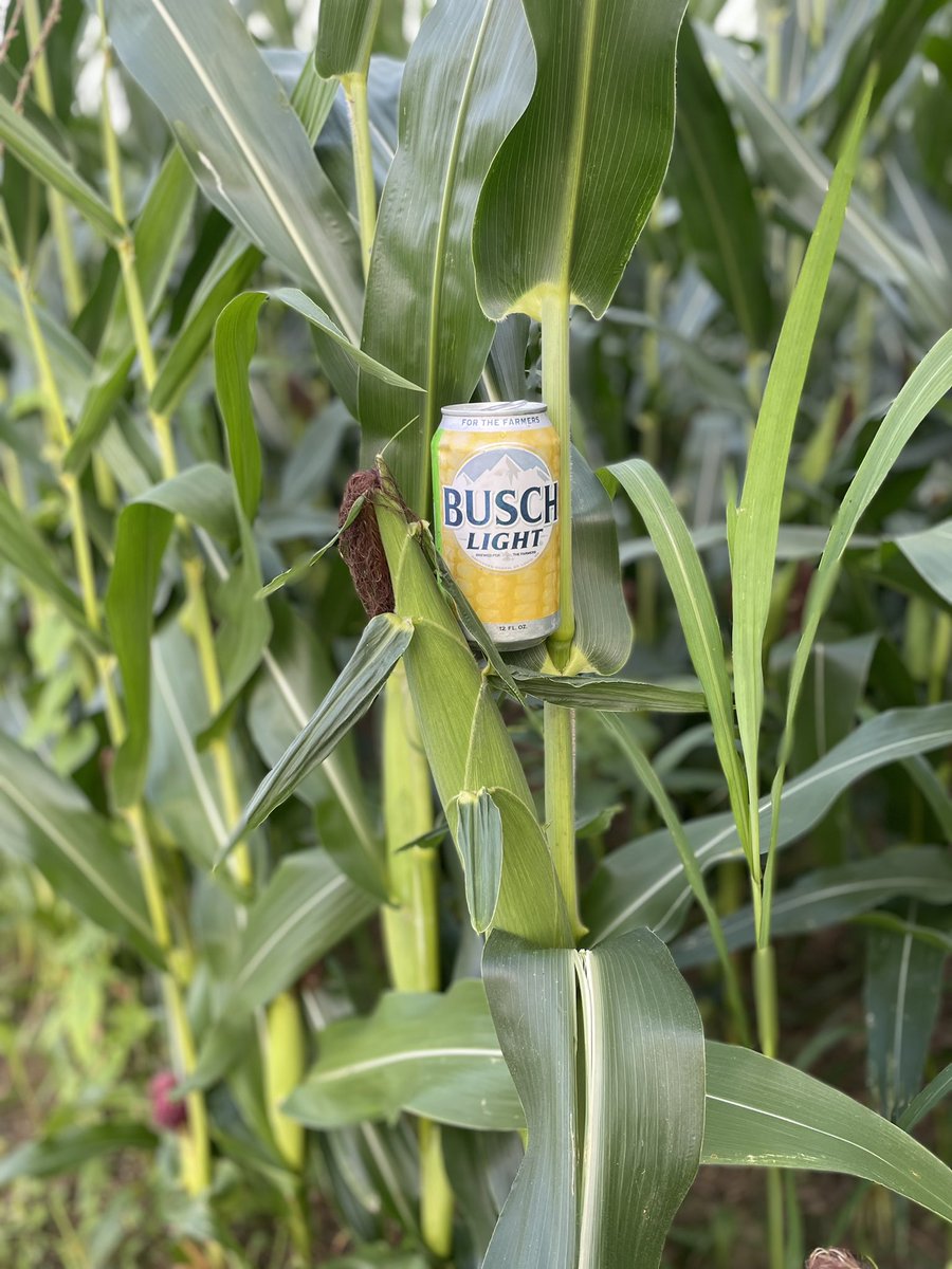 Corn is growing great this year!! @BuschBeer #supportyourlocalfarmers