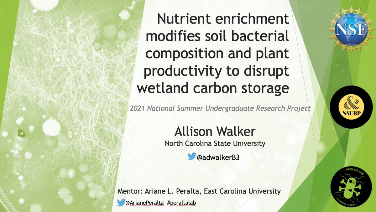 Final presentations today! NSURPer @adwalkerB3 did exciting work on wetland microbes! Thank you, Allison! Looking forward to continuing to science together! Thx to @NSURPorg @NSF @ecuhcas @ESAMicrobe for support! High five to #NSURP2021 mentees, mentors, staff! #NoLabNoProblem