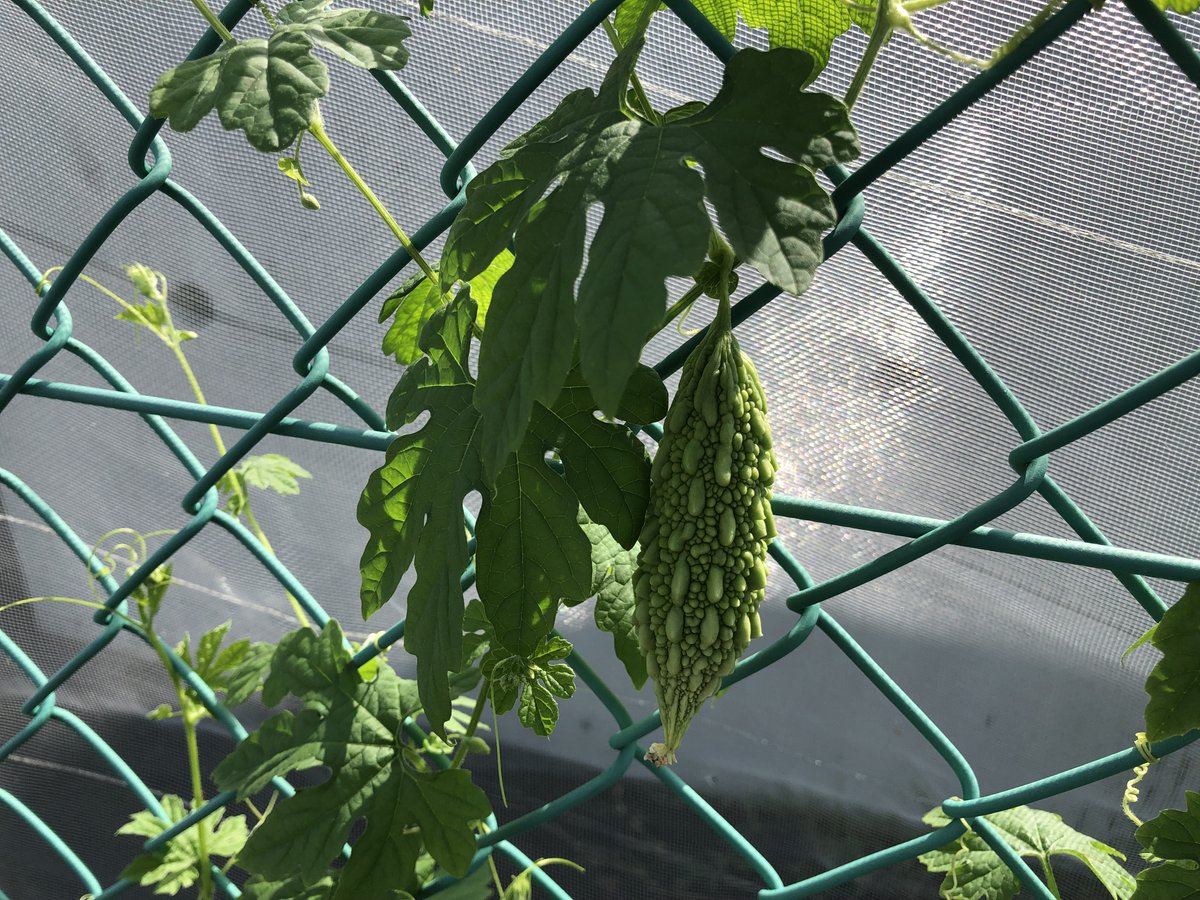 ゴーヤー栽培