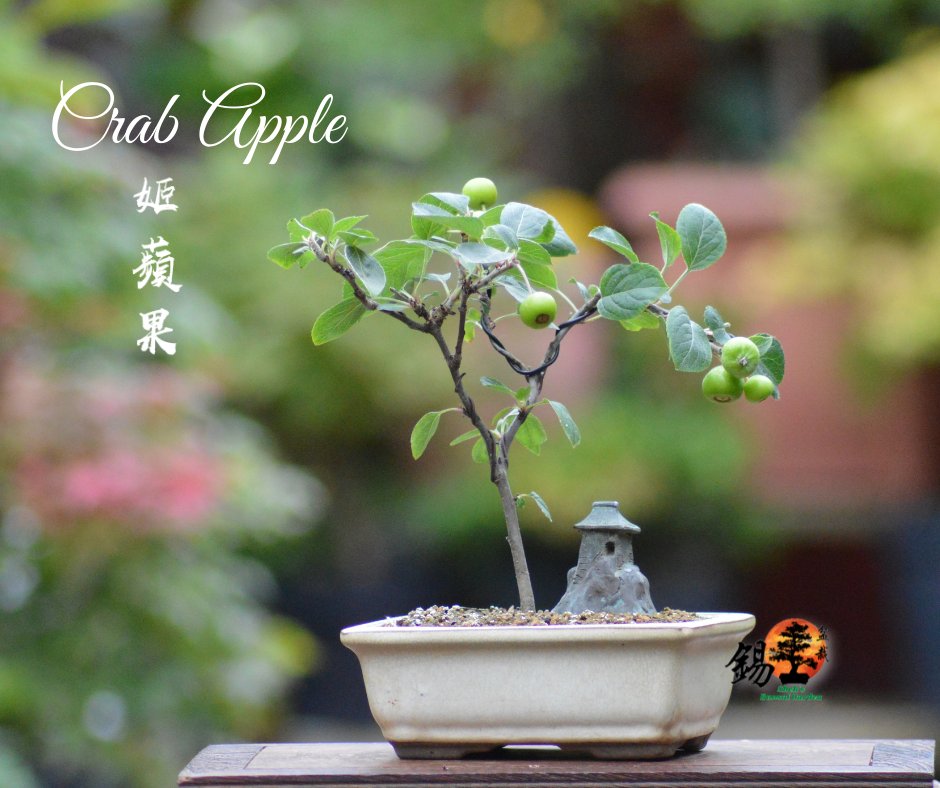 Shek_Bonsai's tweet photo. Crab Apple / Malus 姬蘋果 https://t.co/MRxMQWgGLQ