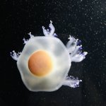 朝食がこんなところにｗ「コティロリーザ・ツベルクラータ」通称目玉焼きクラゲ!!