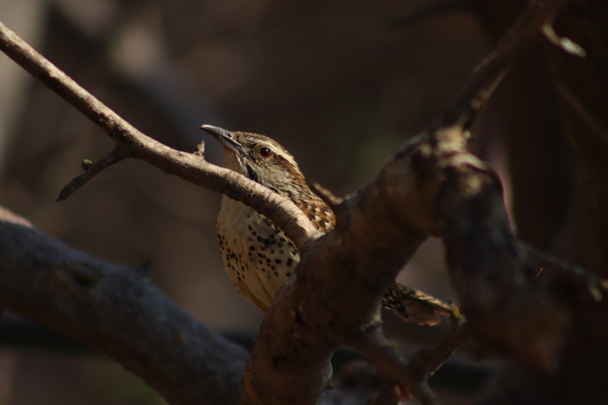 Me es muy difícil escoger una especie para el #MiAveFavoritaEs pero tengo varios candidatos:

Achichilique pico naranja (Aechmophorus clarkii)
Carpintero enmascarado (Melanerpes chrysogenys)
Chipe amarillo (Setophaga petechia)
Matraca serrana (Campylorhynchus gularis)
