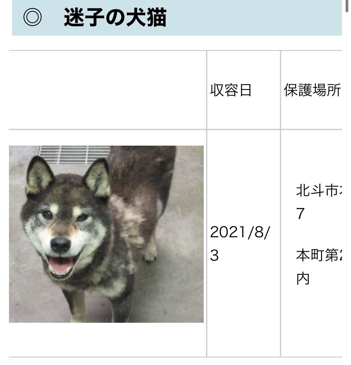 中川のんちゃん 北海道警察の落し物ホームページに 猫ちゃんが記載してあります 渡島保健所のホームページには 犬 猫ちゃんが載っていました 保護 保健所 迷子猫 迷子犬 函館 北斗 あおちゃんの捜索も引き続き行っています 情報のあるかた