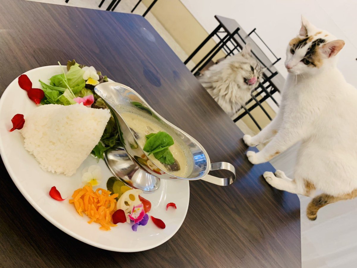 Catcafe Nil ねこのいる占いカフェnil 北陸タロット 北陸カフェ 北陸占い 富山猫カフェ 富山カフェ 富山タロット 富山占い 富山グルメ 富山デート 富山デートスポット タロット 天然石 パワーストーン 猫 猫スタグラム Eaglecraft 出張 Catcafe Nil ねこのいる占いカフェnil 北陸タロット 北陸カフェ 北陸占い 富山猫カフェ 富山カフェ 富山タロット 富山占い 富山グルメ 富山デート 富山デートスポット タロット 天然石 パワーストーン 猫 猫スタグラム Eaglecraft 出張