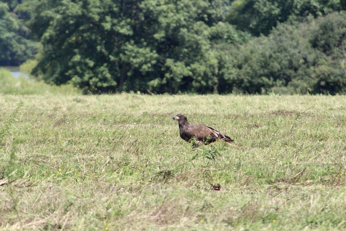 denysk02's tweet photo. Photographed a juvenile bald eagle (golden eagle) in a field today, outside of Pymatuning lake! 🦅 #photography #eagle #pymatuning #canonphotography https://t.co/Qs2MnikyNu
