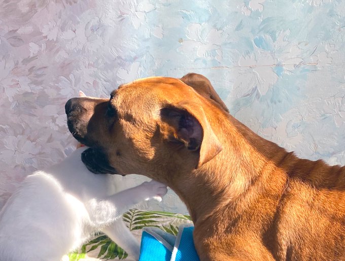 猫のプロレスに優しく付き合う超大型犬 種もサイズも超えた仲良し姉弟について飼い主さんに聞いた ブリーダーナビ