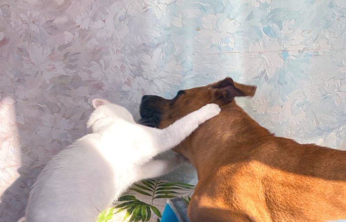 猫のプロレスに優しく付き合う超大型犬 種もサイズも超えた仲良し姉弟について飼い主さんに聞いた ブリーダーナビ
