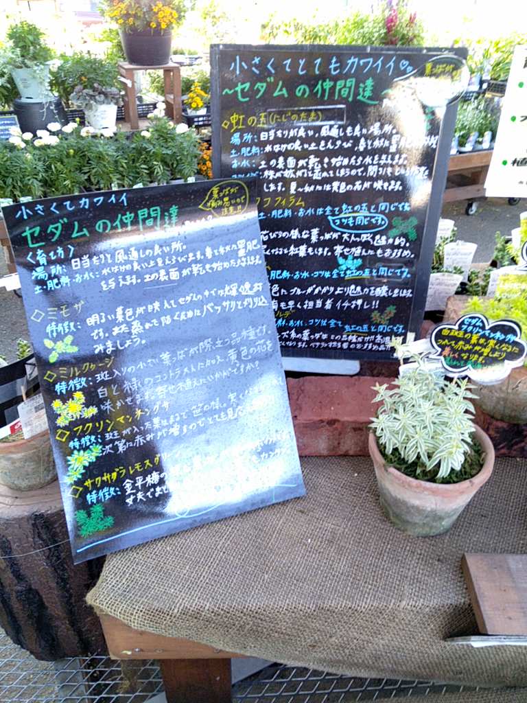 ジョイフル本田 ガーデンセンター Ar Twitter ガーデンセンター古河店 小さくてとても可愛い セダムの仲間達と多肉植物がお外の苗売り場にてお客様をお出迎え スタッフ手作りの品種紹介popとアレンジが目を引きます ガーデナー初心者におすすめの品種です