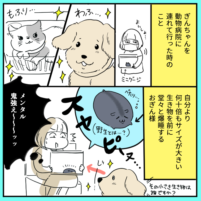 動物病院にて。ぎんちゃん強いぜ 
