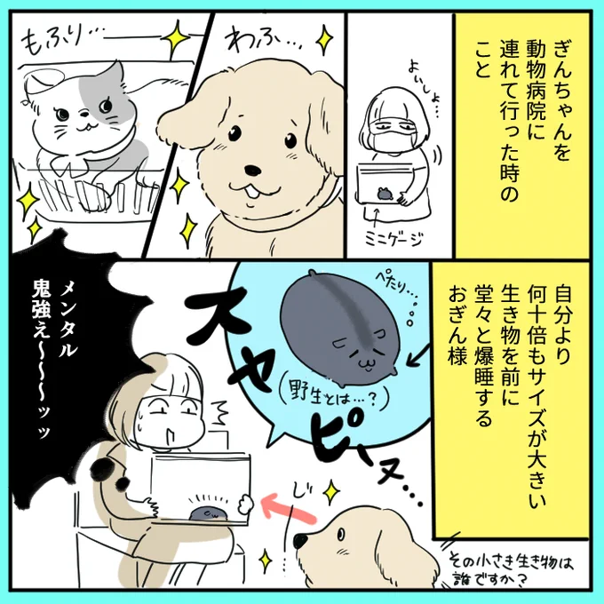 動物病院にて。ぎんちゃん強いぜ 