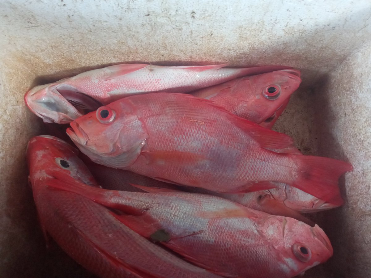 AkbarMuh89's tweet photo. Kamis, 5/07/21,M. Akbar, Luhkan Kota Balikpapan, 
di KUB Harapan Bersama, Manggar Baru, melaporkan tangkapan
Ikan Segar, Pancing Ulur, 1 Hari, sebanyak  10kg, 
harga Jual 65.000/kg

#GiatLuhkanSatminkalTegal #KotaBalikpapan#Tangkap https://t.co/e6VJMATlsI