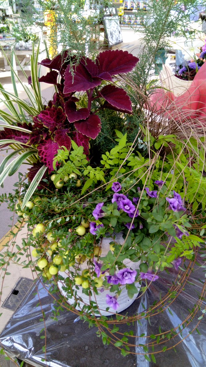 ট ইট র ジョイフル本田 ガーデンセンター ガーデンセンター千葉ニュータウン店 寄せ植えのご紹介 夏の直射日光が苦手なクランベリーですが コリウスが大きく育つので日陰を作ります 勿論クランベリー販売中です クランベリー 寄せ植え