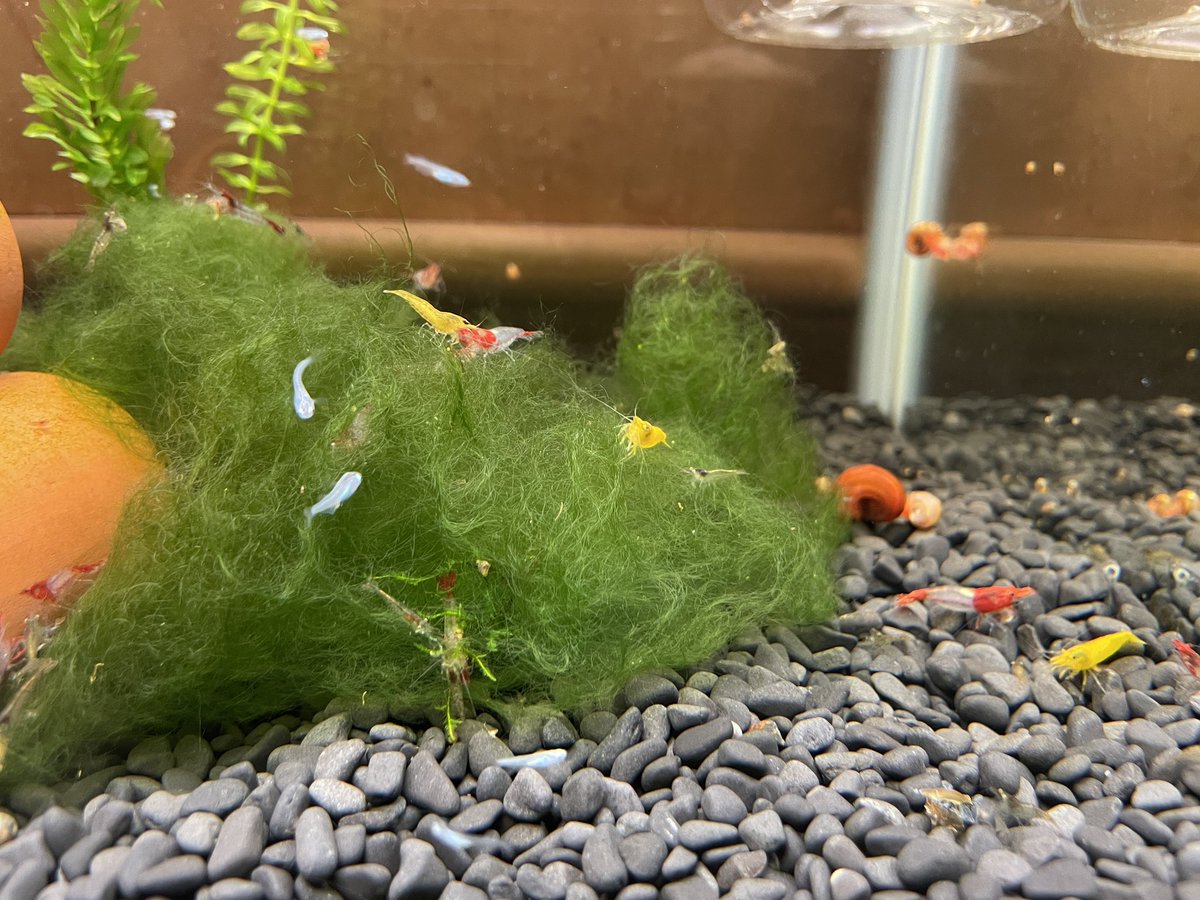じゅりあ ハマのクリエイティブコンサル メダカとの混泳にも関わらず エビがどんどん増殖している 餌は 外のビオトープで爆殖しているスネイル だからタダでお得 笑 レッドルリーシュリンプ イエローチェリーシュリンプ じゅりあ ハマのクリエイティブコンサル メダカとの混泳にも関わらず エビがどんどん増殖している 餌は 外のビオトープで爆殖しているスネイル だからタダでお得 笑 レッドルリーシュリンプ イエローチェリーシュリンプ