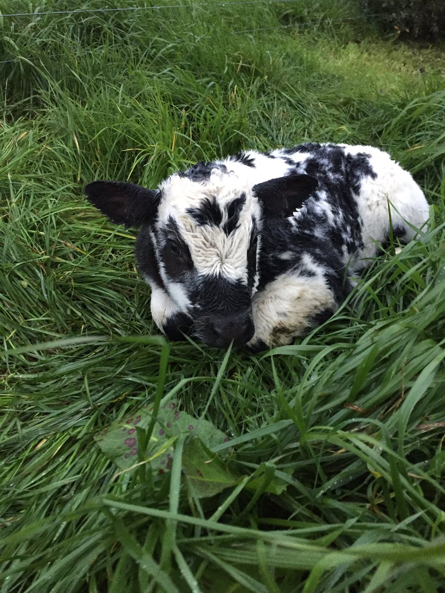 Cute wee Belgian Blue cross calf playing hide n seek in the grass this morning👀🙈 Contender for the cutest calf for sure <a href="/Lewisridge_Farm/">Chris🥛Proud Food Producer 🐄🐂</a> <a href="/juliajones110/">Jones, Julia</a> <a href="/AniekaNick/">Anieka Templer</a>