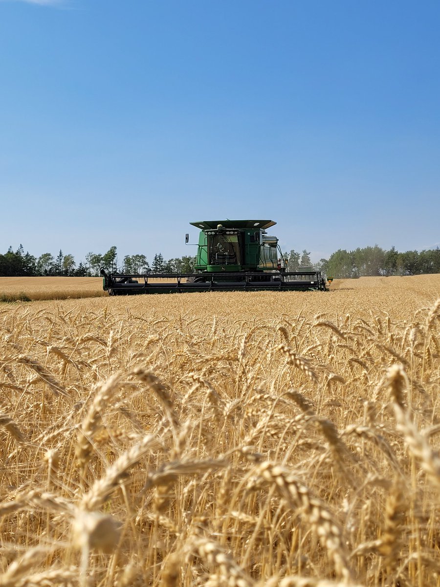 Started cutting our wheat today, seeing some nice yields.