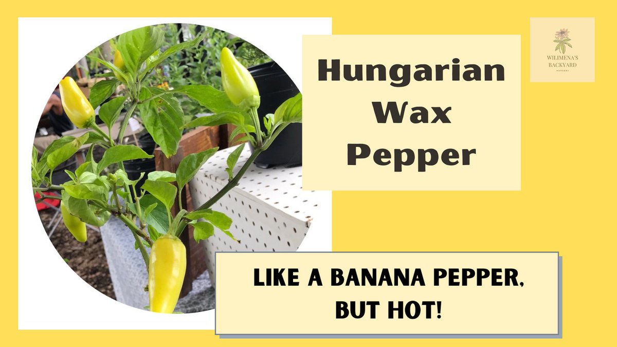 How about the sweetness of the banana pepper with the heat of a Jalapeño? Hungarian Wax Peppers are a great addition to salads and perfect for spice lovers.

#wbplantnursery #shopleauxcal #geauxlocal #gardentotable #growyourownfood #hotpeppers #hungarianwax #hotbananapepper