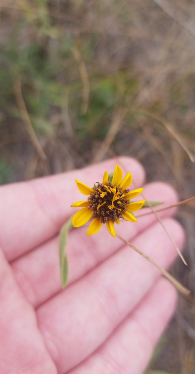 PrairieFungus's tweet photo. Everything's going to seed early with the drought-I even saw a teeny #helianthispauciflourous 😱 and #campanularotundifolia https://t.co/kzTuvvvzDn