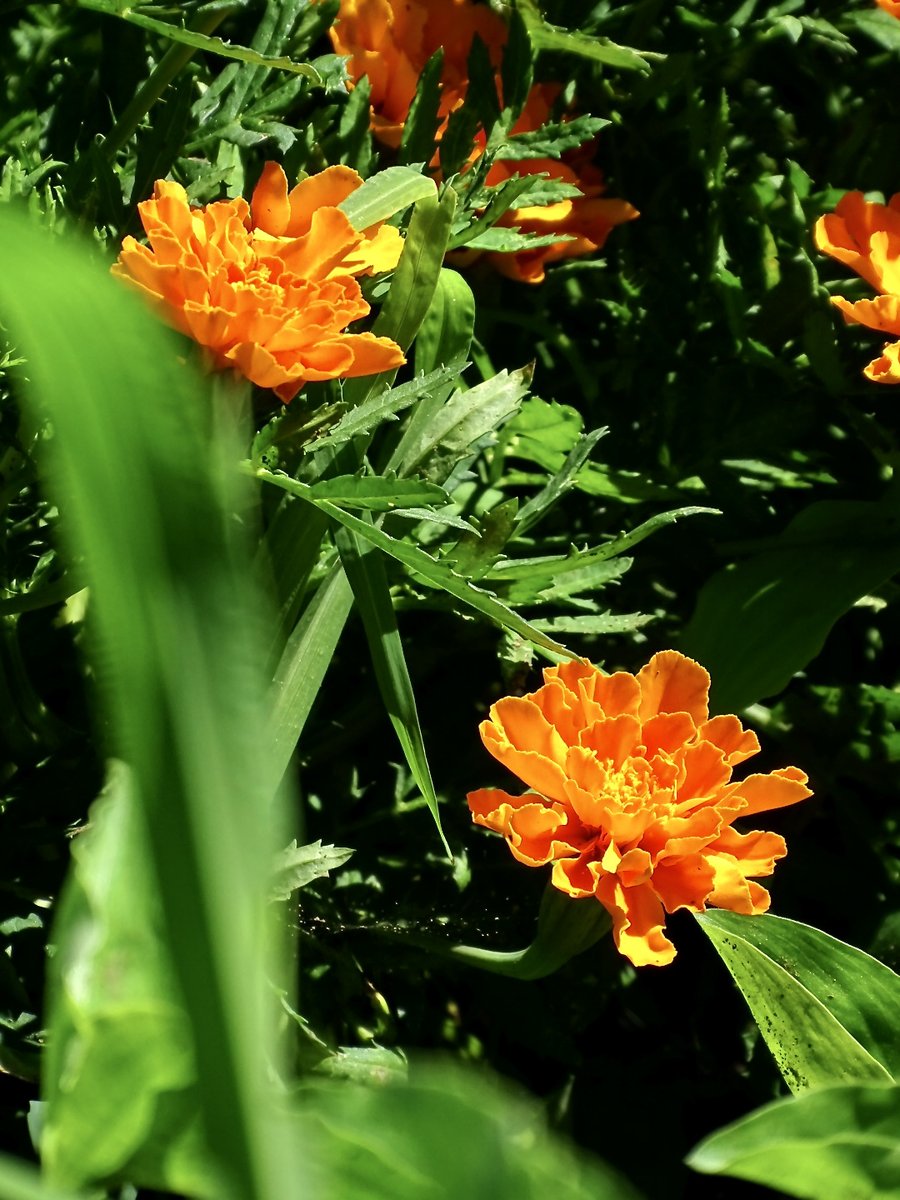 銀杏 Twitter Search