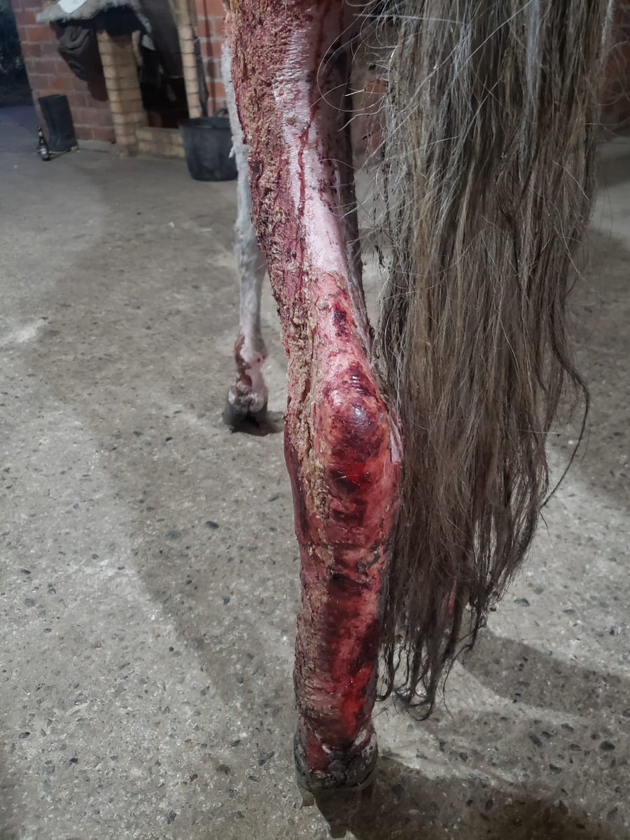ASentirAnimal's tweet photo. Es inhumano y aberrante que la crueldad animal llegue a estos niveles. Recibimos a Guerrero y él necesita de tu apoyo. Recibimos todas las donaciones con las que nos quieras ayudar. ¡Vamos a recuperarlo porque se lo merece! Info📲 3108310832 o al DM @lidayaneth7 @LilianaSierraC2 https://t.co/XjfRKNGUDE