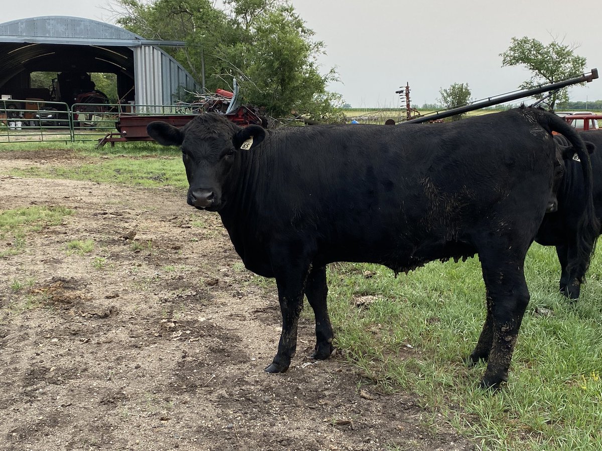 Checking fence on the Cushman Trailster was efficient!
This beautiful yearling heifer is doing great!
#Cushman #Trailster #Cattle