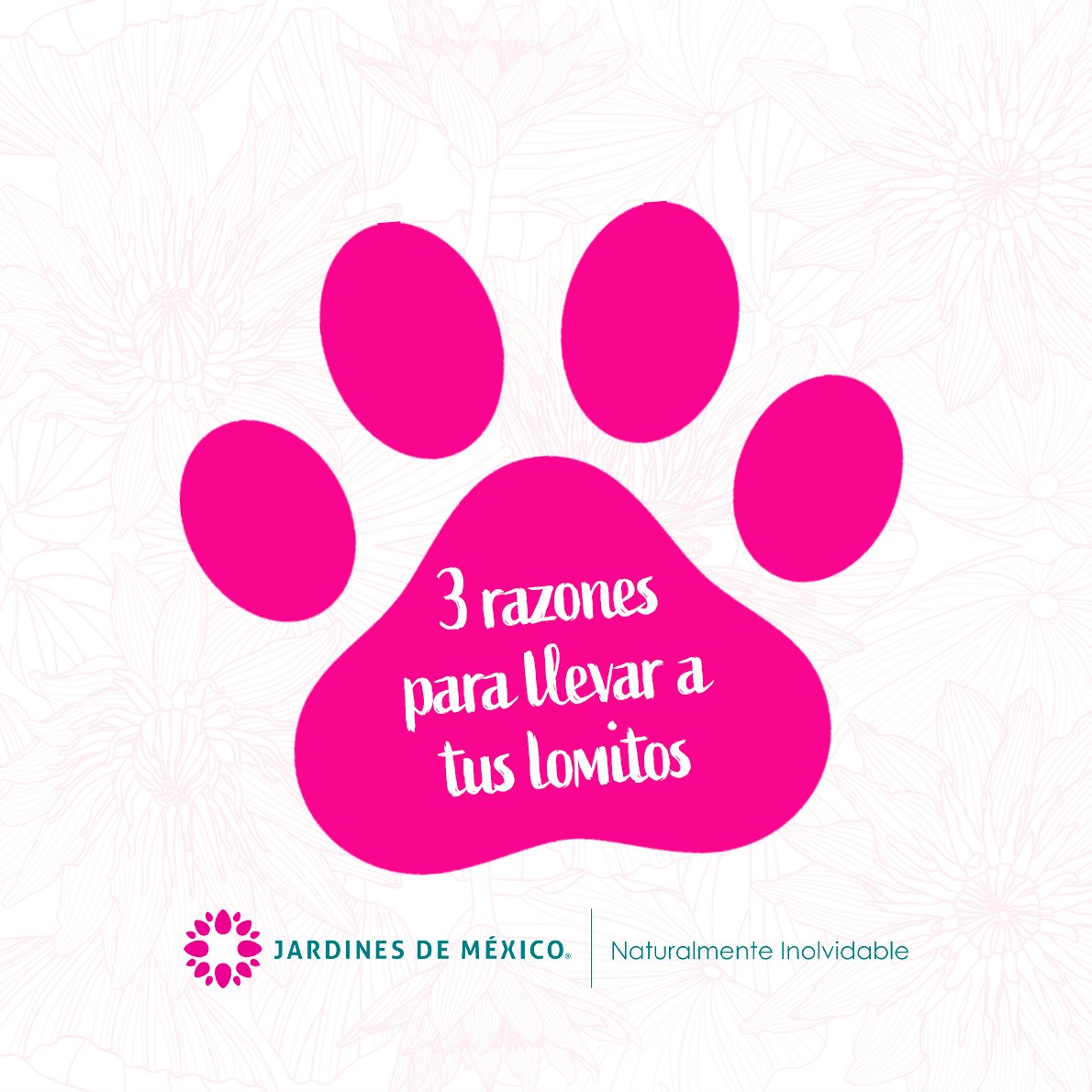 TheHiveTickets's tweet photo. Que nada te detenga este verano y escápate con tu peludito a los Jardines de México.

El lugar ideal por ser  #dogfriendly.

Compra tus boletos: https://t.co/4znvTHL3xU

#naturaleza #airelibre #cactus #jardines https://t.co/llm1mvpwfl