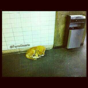 Acurrucadita soñando con tener una camita tibia y una familia a quien entregar mi 💚. Por favor te pido que no nos maltrates cuando nos veas en las estaciones del metro 🐕