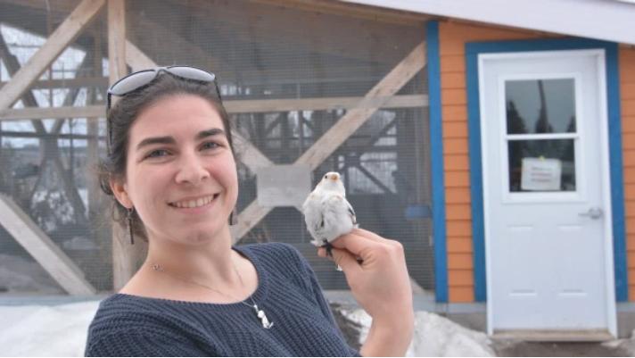 VezinaLab's tweet photo. Congratulations to Audrey Le Pogam who brilliantly defended her PhD thesis showing amazing adaptations for life in the cold and migration in snow buntings!! Bravo Doctor! https://t.co/UnuJZFcHLZ