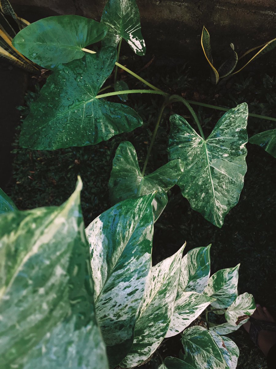 hellbilliess's tweet photo. 🌏☘️🌳 https://t.co/KTKEgNE9l3