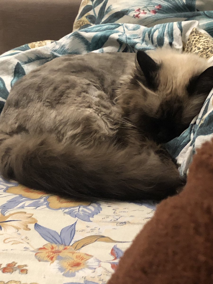 Anngh18's tweet photo. Хочу, чтобы меня любили также сильно, как я люблю свою кошку…
Но это кажется невозможно https://t.co/G2WRDz2X5i