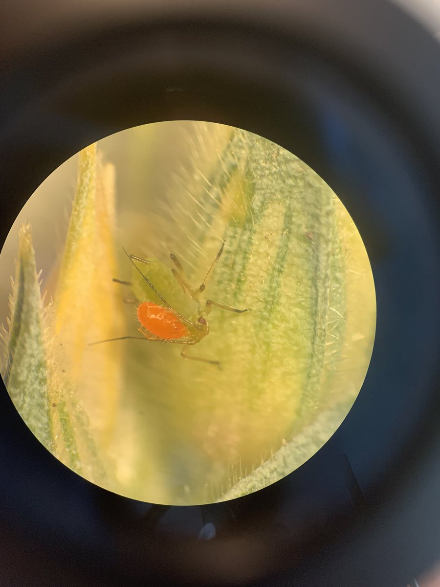 Found this neat mite on an English grain aphid!
