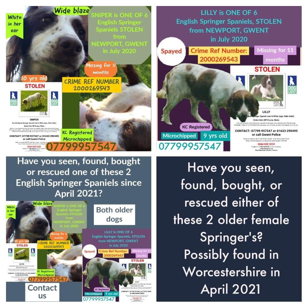 AlanDaffern's tweet photo. #NewportSpaniels #FindLilly https://t.co/rD2ZA3VZmc