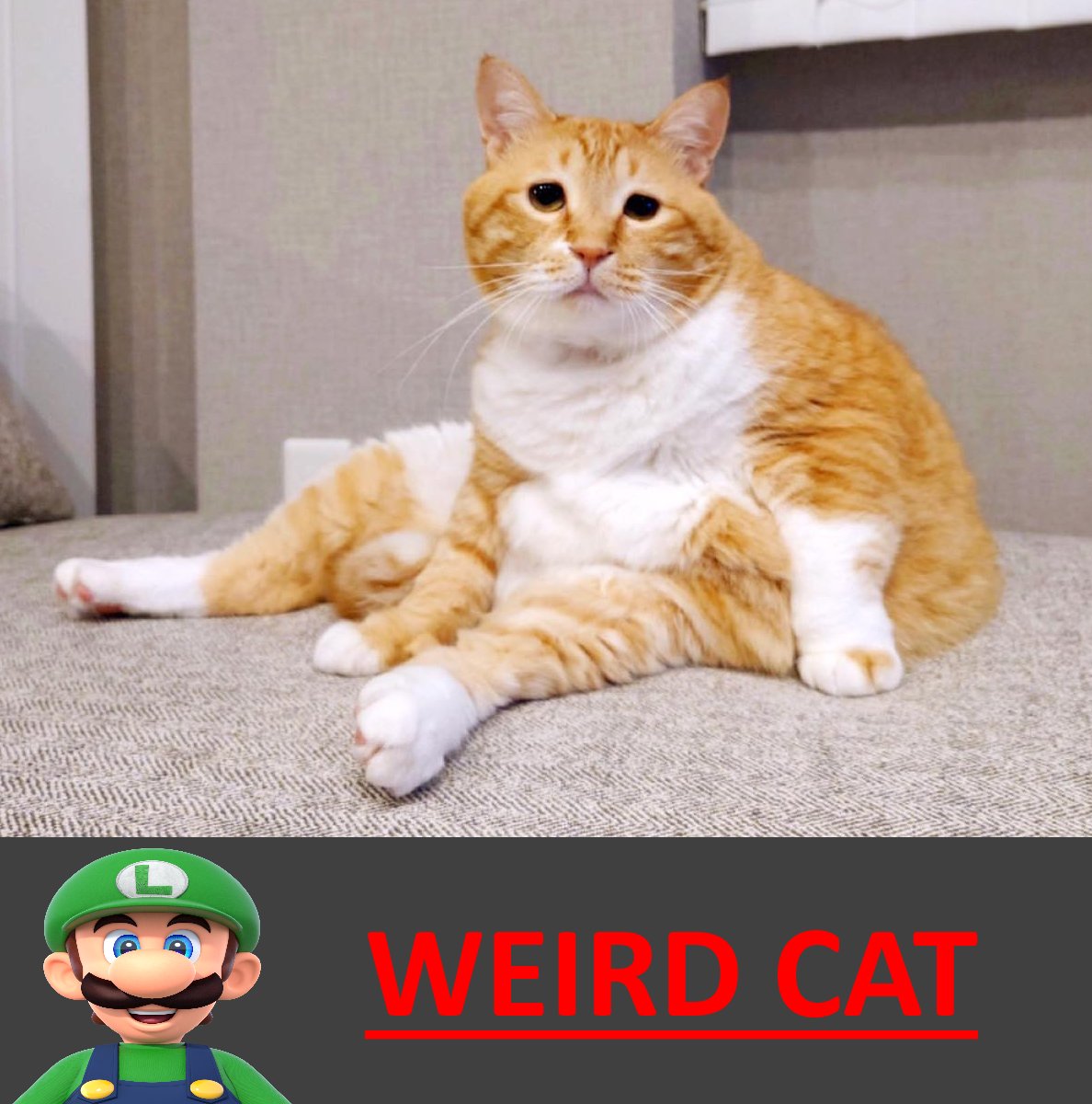 Luigi! 🛠 tweet media