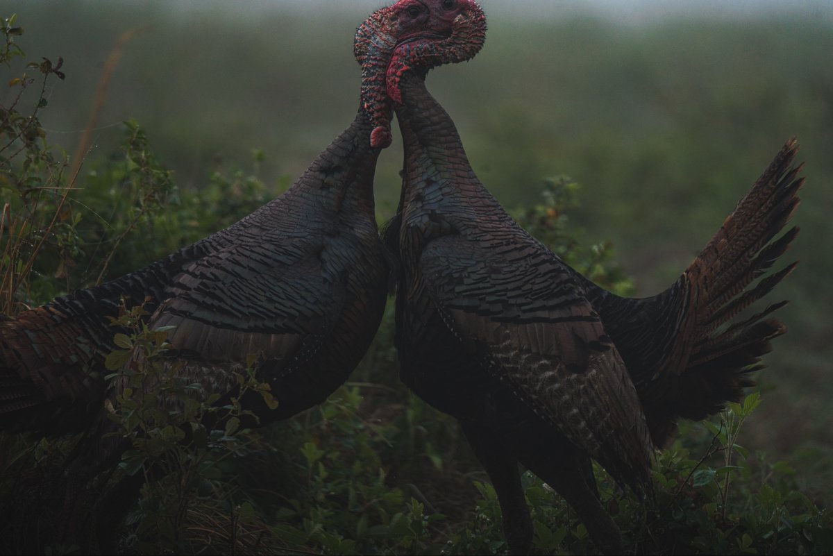 NWTF_official's tweet photo. #WildlifeWednesday 

📸: Chasing 49 https://t.co/PMwMKc8i0e