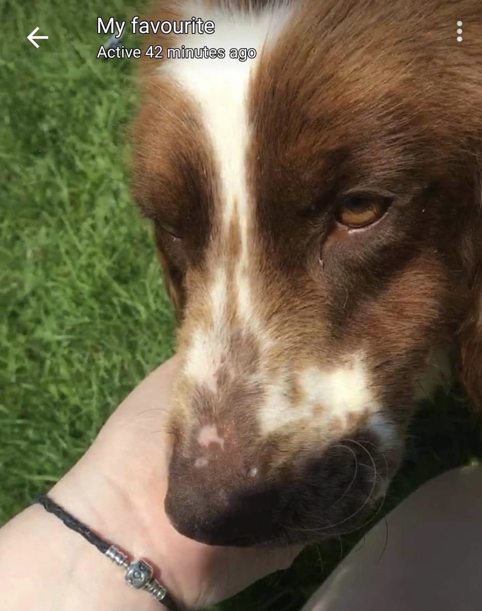 rosieDoc2's tweet photo. #NewportSpaniels #FindHunter
STOLEN WITH HIS FRIENDS 28/7/20
In the dead of the night...
My names HUNTER...I remember playing rough n tumble with my family, licking their faces and hearing them scream. I loved the cuddles & belly rubs
I MISS EVERYTHING ABOUT MY OTHER LIFE ๐ https://t.co/tYyG0SK0qM