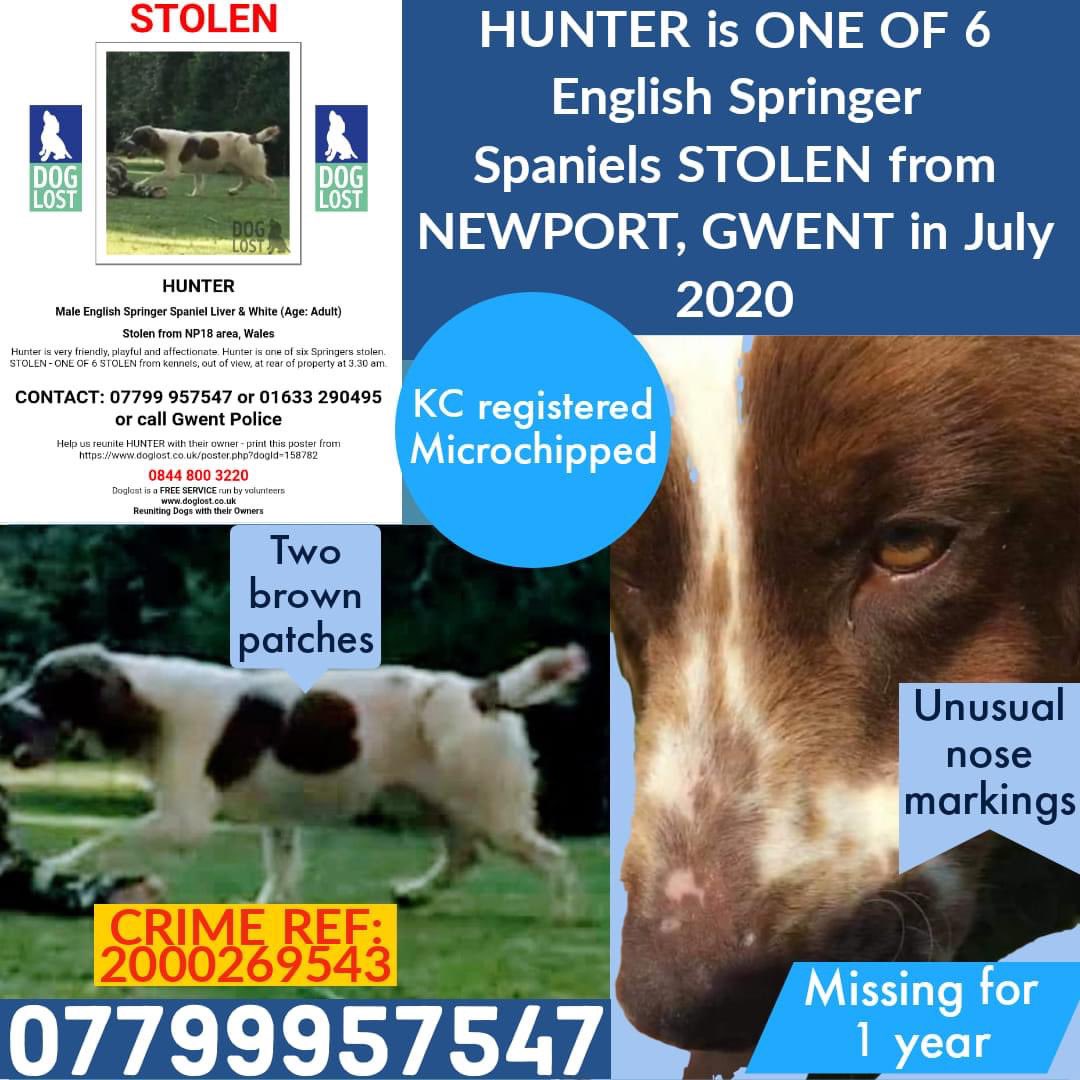 rosieDoc2's tweet photo. #NewportSpaniels #FindHunter
STOLEN WITH HIS FRIENDS 28/7/20
In the dead of the night...
My names HUNTER...I remember playing rough n tumble with my family, licking their faces and hearing them scream. I loved the cuddles & belly rubs
I MISS EVERYTHING ABOUT MY OTHER LIFE ๐ https://t.co/tYyG0SK0qM