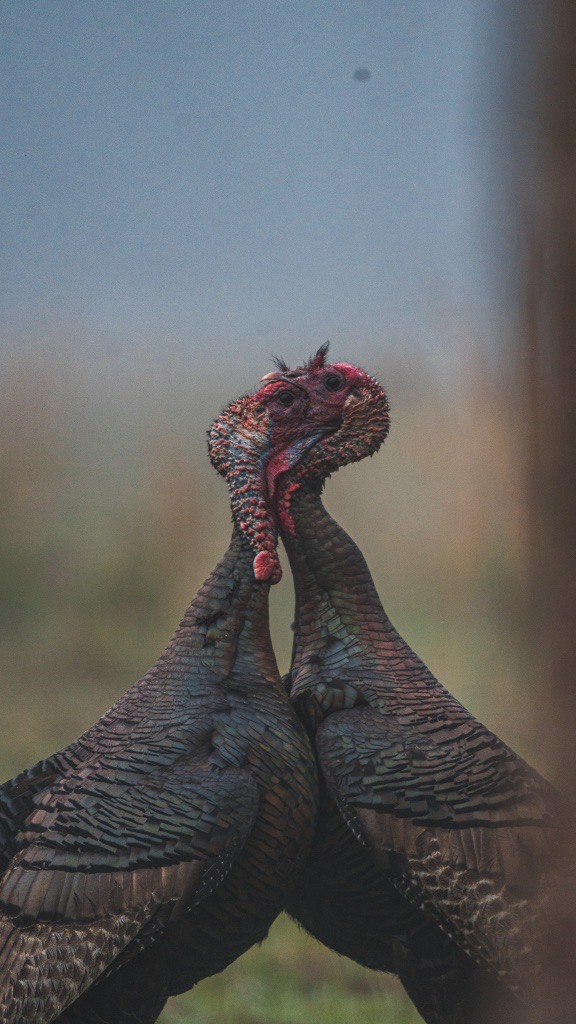 NWTF_official's tweet photo. #WildlifeWednesday 

📸: Chasing 49 https://t.co/PMwMKc8i0e