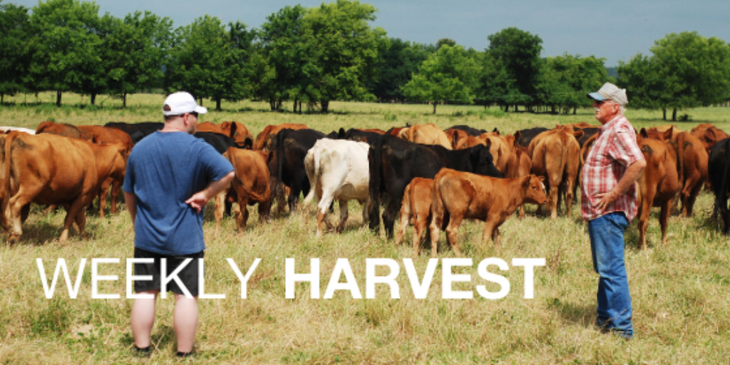This time in #ATTRA Weekly Harvest: #agroforestry resources, #regenerative grazing training &amp; cowpea intercropping. Plus more of the week's top #SustainableAgriculture news, events &amp; funding. Find it free online: bit.ly/3yaqrYB