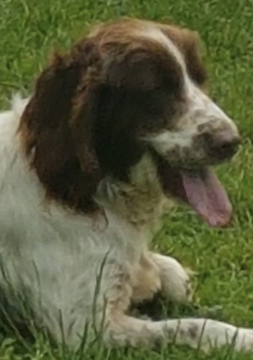 rosieDoc2's tweet photo. #NewportSpaniels #FindLilly
I WAS STOLEN 28/7/20 FROM MY BED WITH 5 OF MY FRIENDS-ALL I WANT IN THE WHOLE WORLD IS TO GO HOME-I’m frightened, I’m an older dog & SPAYED so can’t have babies AND I’ve a chip to help me home
HAVE U SEEN ME? I was always playing but now..😓💔 https://t.co/efim7RL8mZ