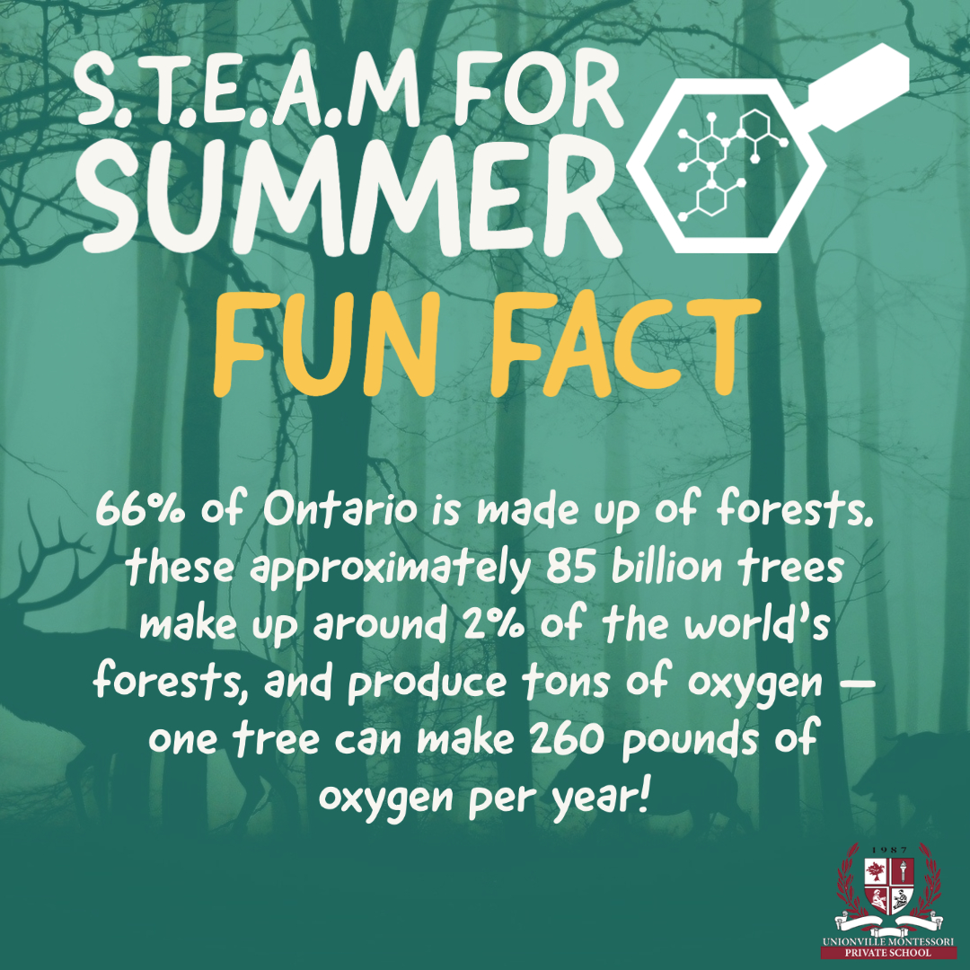 UC_InTouch's tweet photo. Today's post is all about nature exploration — our UMS campers going on one of their many exciting field trips, and a #STEAMFORSUMMER fact about Ontario's forests! 🌲🌳🌱 https://t.co/2e9PGY9NJU