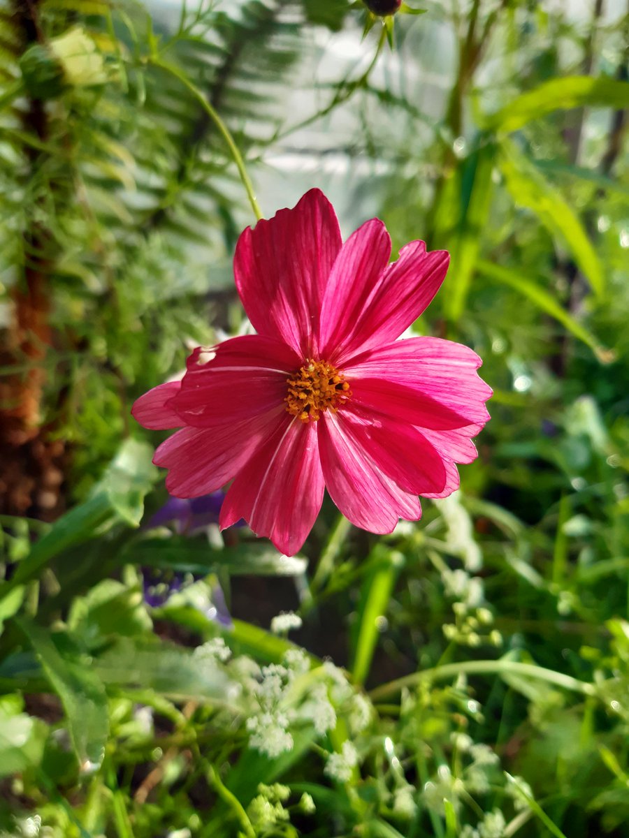 feelgoodgarden's tweet photo. Cosmos 'Rubenza', delicate and pretty 💗 #julygarden #gardening #gardens #cosmos https://t.co/kNP0LeDkuc