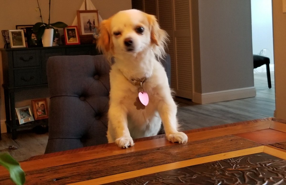 meRuthAnne's tweet photo. @HamillHimself @MarilouHamill @ChelseaHamill What kind of dog is this? Looks just like my three dogs. Happy Birthday! https://t.co/ZzwtGKcCbx